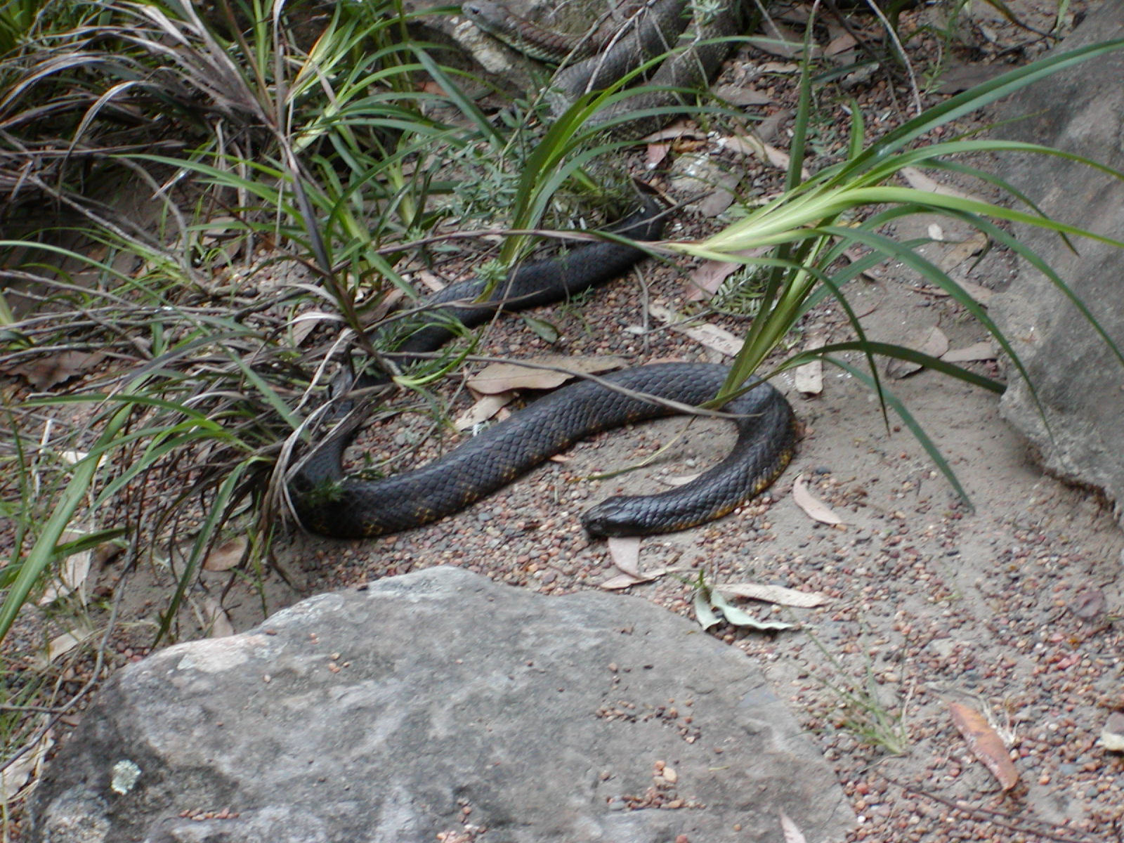 Tiger Snake.jpg [437 Kb]